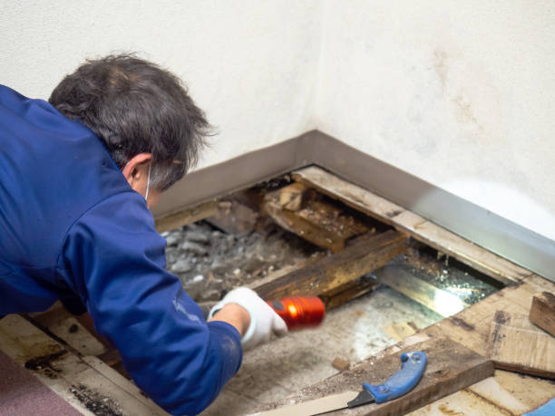 Mold Removal and Inspection in Grass Lake, MI