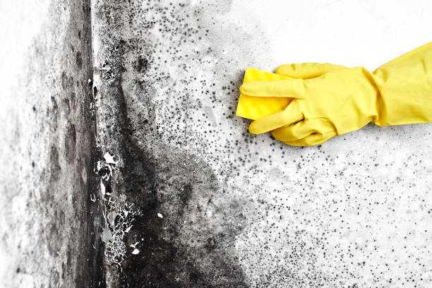 Best Black Mold Removal  in Grass Lake, MI