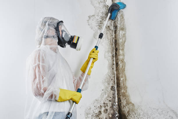 Best Commercial Mold Removal  in Grass Lake, MI