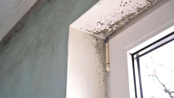 Best Home Mold Removal  in Grass Lake, MI