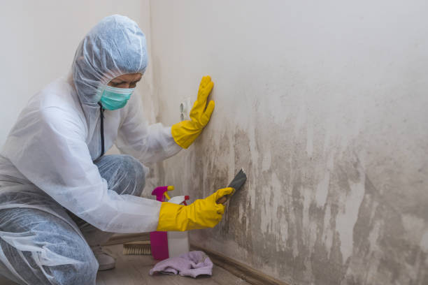 Professional Mold Removal in Grass Lake, MI