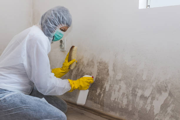 Best Best Mold Removal Companies  in Grass Lake, MI