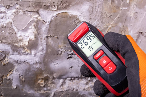 Best Same-Day Mold Removal  in Grass Lake, MI