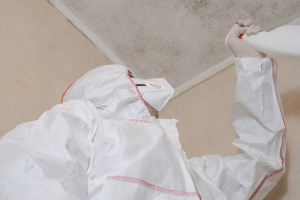 Best Same-Day Mold Removal  in Grass Lake, MI
