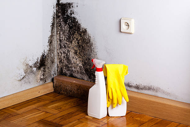 Best Local Mold Removal Service  in Grass Lake, MI