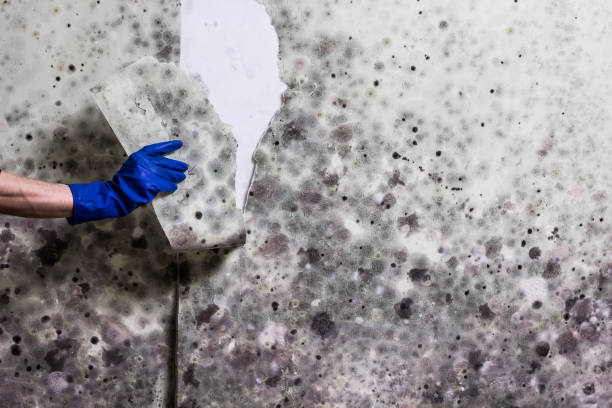 Attic Mold Removal in Grass Lake, MI