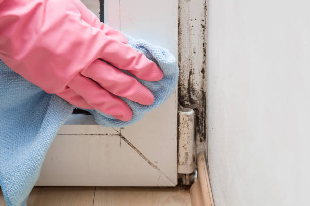 Grass Lake, MI Mold Removal Company